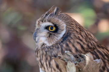 Short Eared Owl Face Close up