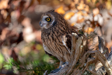 Short Eared Owl on a Branch