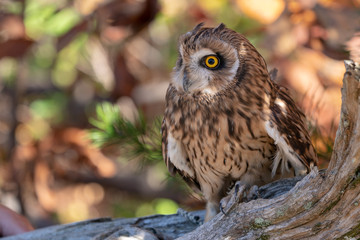 Short Eared Owl on a Branch