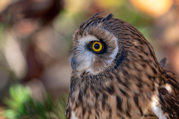 Short Eared Owl Face Close up