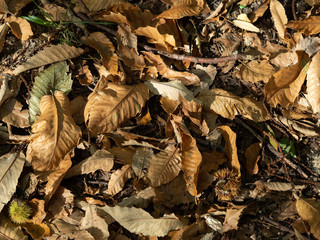 Le sol d'automne en forêt