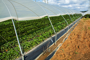 Campo de fresas en Palos de la Frontera, Huelva. 