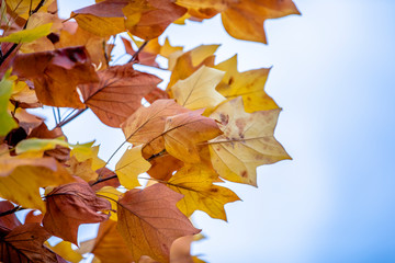 yellow colors of autumn