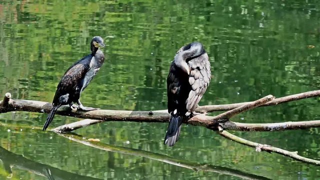 Kormoran - Phalacrocorax carbo
