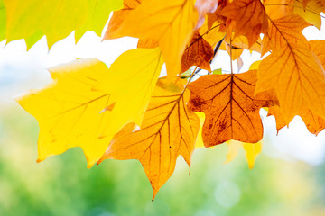 Fototapeta na wymiar yellow colors of autumn