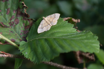 Butterfly in the forest