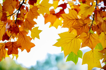 yellow colors of autumn