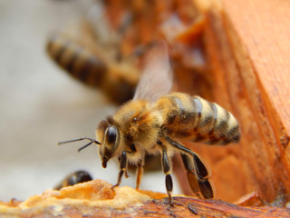 bee close up sitting on a frame in a beehive