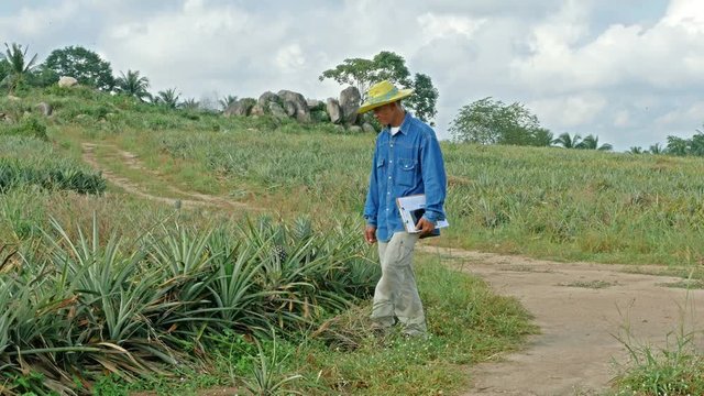 A farmer survey his pineapple farm. IOT and Smart Farming concept.
