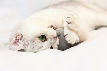 A cute white cat playing with a toy, a playful British cat with adorable green eyes lies on a white blanket clutching the toy mouse's paws and biting it.