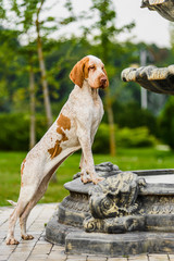 Beautiful Bracco Italiano pointer female standing on fountain