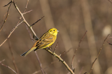 Yellowhammer on a branch