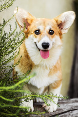 Funny face Welsh Corgi Pembroke sitting in grass
