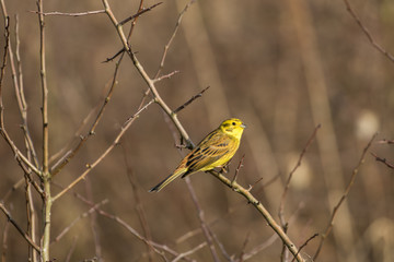 Yellowhammer on a branch