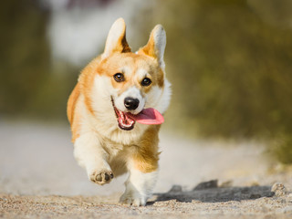 Funny face Welsh Corgi Pembroke running with tongue out