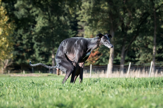 Hund macht einen Haufen auf einer Wiese