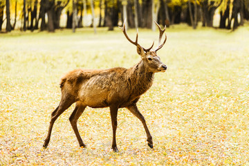 Adult deer walking in golden autumn forest