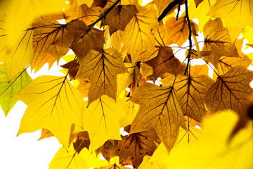 yellow colors of autumn