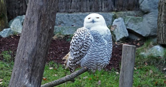 Schnee-Eule -  Bubo scandiacus