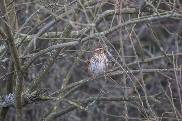 Redwing in a hedgerow