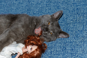 Kitten British breed playing with a doll girl on a blue couch. Funny cat face.