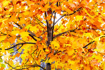 yellow colors of autumn