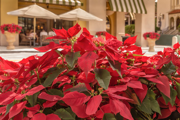The beautiful Christmas Holiday poinsettias create the spirit of the season in the outdoor public spaces.