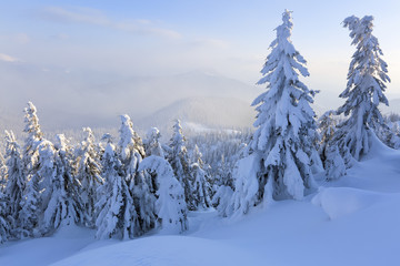 On the wide lawn there are many fir trees standing under the snow on the frosty winter day. The game of light and shadow beautifully plays with volumes. Beautiful winter background.