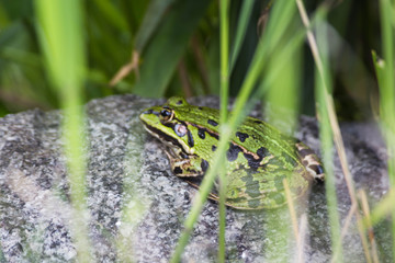 Frosch sitzt auf Stein