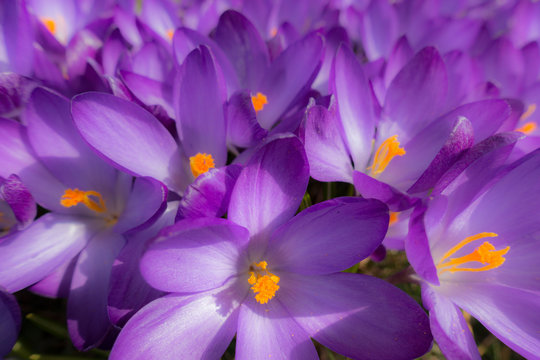 Krokus