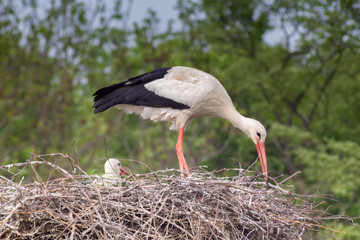 Storch und Baby