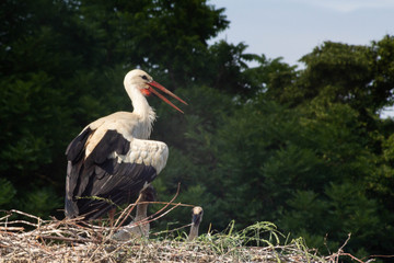 Storch bei Kindern
