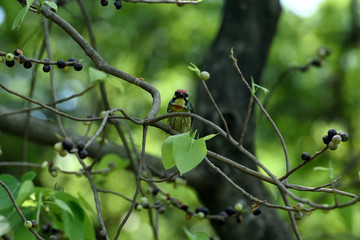Coppersmith barbet