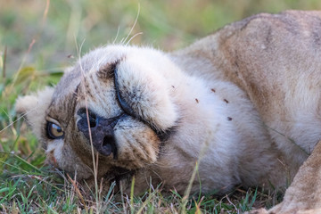 Naklejka premium Lioness lying and enjoying