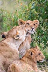 Lioness cuddling with her cubs at a bush