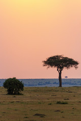 Tree on the savannah at sunset