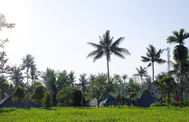 Fototapeta premium Jungle in Bali, Ubud