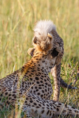 Playful Cheetah cub jumps on his mom