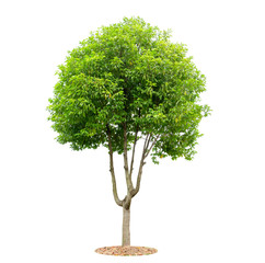 Tree isolated on white background. Beautiful and robust trees are growing in the forest, garden or park.