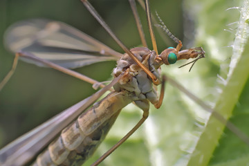 Mosquito  tipulidae (Crane fly) with green eyes and long legs. 
