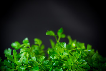 fresh green parsley on a black background