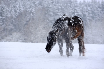 Schüttelpferd. Dunkles Pferd schüttelt sich nach dem Wälzen im Schnee.