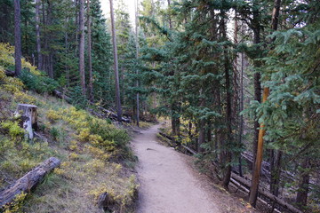 path in the forest