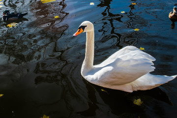 Fototapeta premium A Beautiful White Swan On The Lake