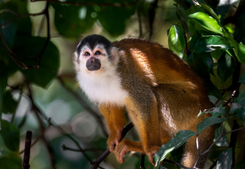 Squirrel Monkey in Costa Rica 