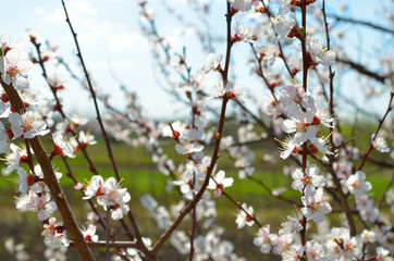 Flowering fruit tree branch