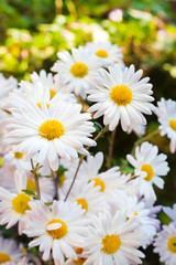 White Chamomile Chrysanthemum flowers closeup
