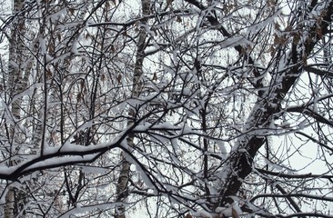 Snow lies on the branches of a tree. After a heavy snowfall.