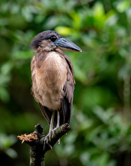 Fototapeta premium Boat Billed Heron in Costa Rica