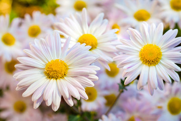 Fototapeta premium White Chamomile Chrysanthemum flowers closeup